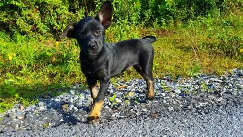 Jackweiler (Jack Russell Terrier & Rottweiler Mix) Afbeeldingen & Info