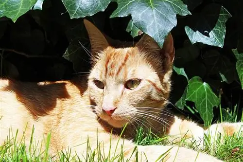 chat tigré rouge prenant un bain de soleil