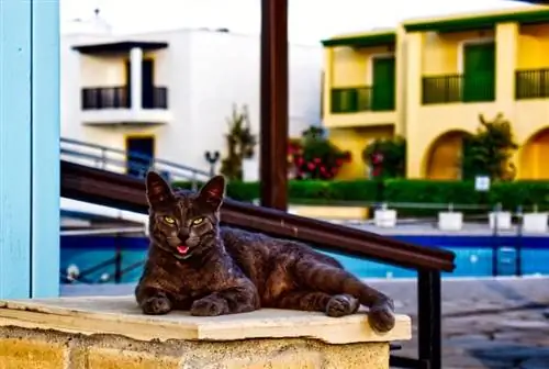 Gatto sdraiato vicino alla piscina