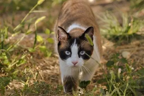 chat marchant dans la nature