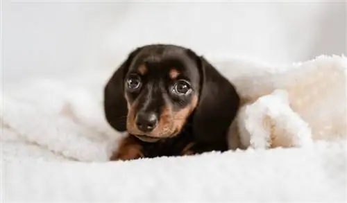 Une belle photo d'un mignon chiot autrichien Black and Tan Hound regardant la caméra