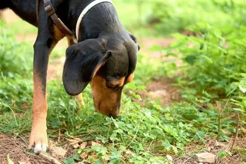 Gros plan d'un chien de chasse autrichien noir et feu mangeant de l'herbe_Wirestock Images_shutterstock-j.webp