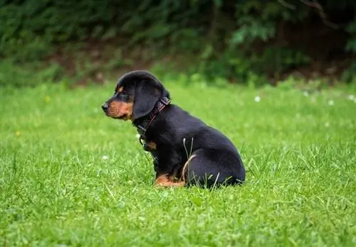 Oostenrijkse Black Tan Hound