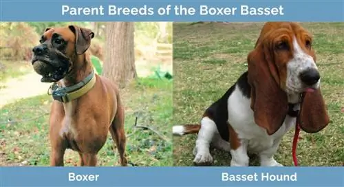 Elternrassen des Boxer Bassets