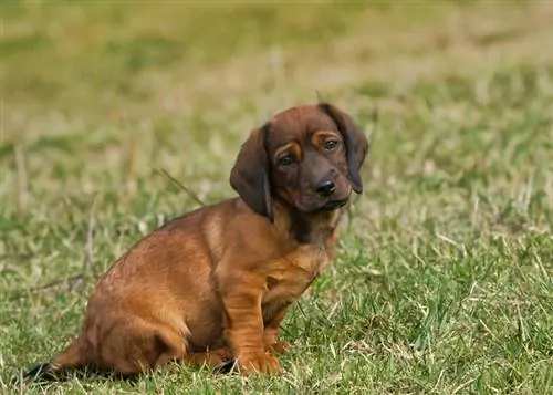 Alpine Dachsbracke