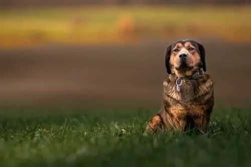 Alpine Dachsbracke sitter på gräs