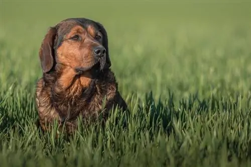 Alpine Dachsbracke in gras