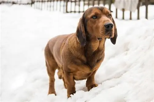 Alpine Dachsbracke