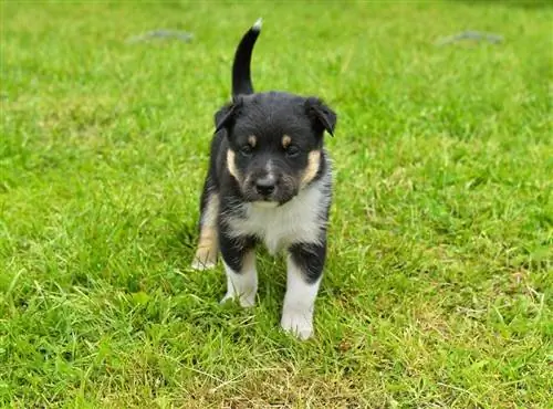 Cachorro de pastor de Laponia