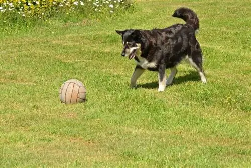 Lapponian Herder spiller en ball