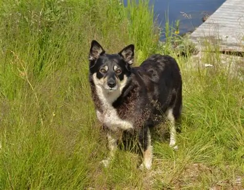 Lapponian Herder - Thông tin giống chó: Hình ảnh, Đặc điểm & Sự kiện