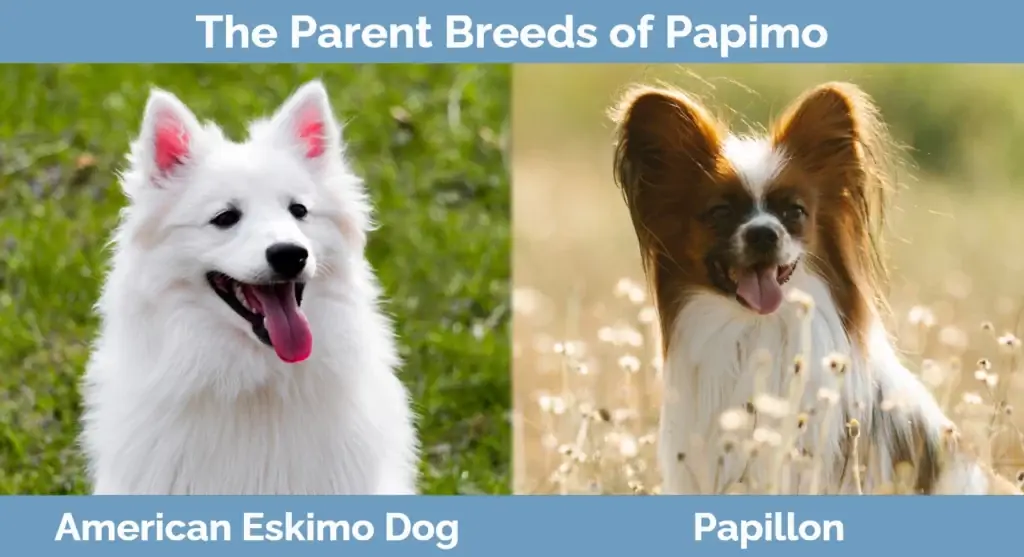 Ang magulang ay nag-breed ng Papimo