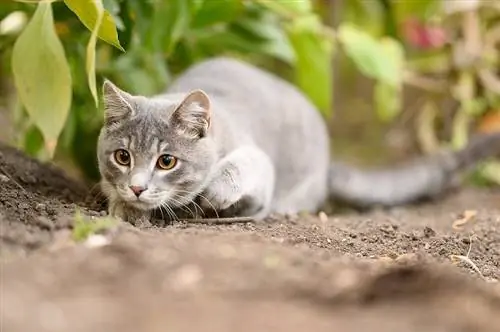 Kwa Nini Paka Wangu Anadunda? Uchanganuzi wa Lugha ya Mwili wa Feline