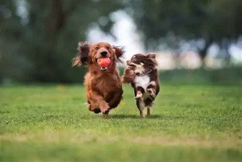 deux petits chiens jouant dans le parc