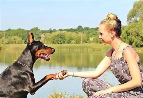 Les chiens domestiques sont-ils plus intelligents que les loups ? Développement & Points forts expliqués