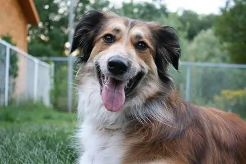 Golden Collie