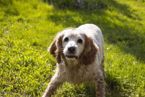 spangold retriever på gress