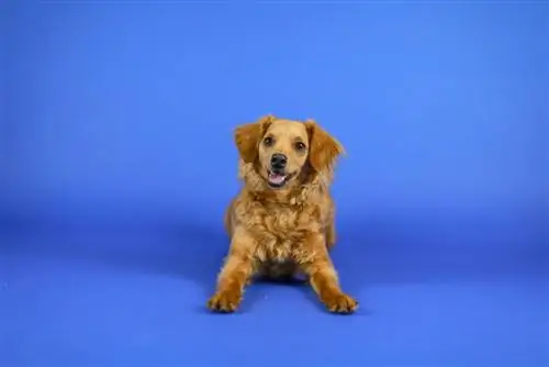 pequeño golden retriever