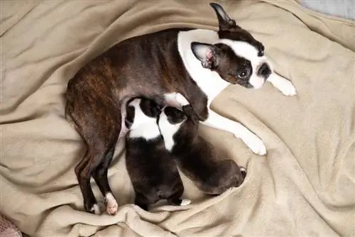 Mimba ya Boston Terrier: Mambo Yanayoidhinishwa na Daktari wa Mimba & Maswali Yanayoulizwa Mara kwa Mara