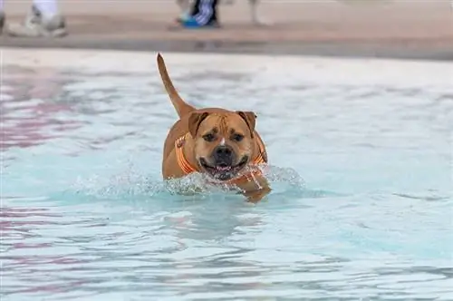 I pitbull possono nuotare? Sicurezza & Introduzione ai suggerimenti per l'acqua