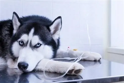 siberian husky na may intravenous infusion drip