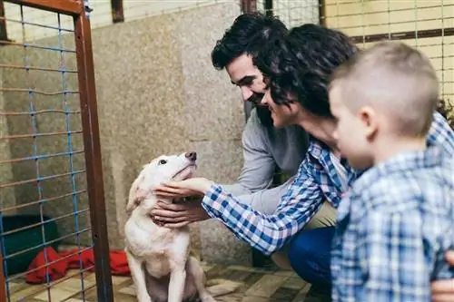 família adotando cachorro