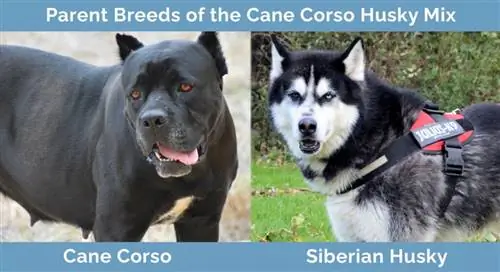 Racat mëmë të përzierjes Cane Corso Husky