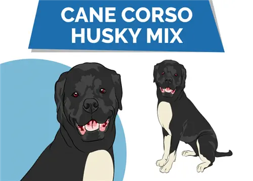 Mieszanka Cane Corso Husky; Informacje, zdjęcia, cechy & Fakty