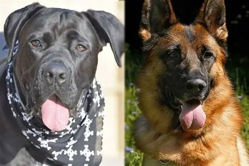 Cane Corso Alman Çoban Qarışıq İt Cinsləri Məlumatı: Şəkillər, Şəxsiyyət & Faktlar