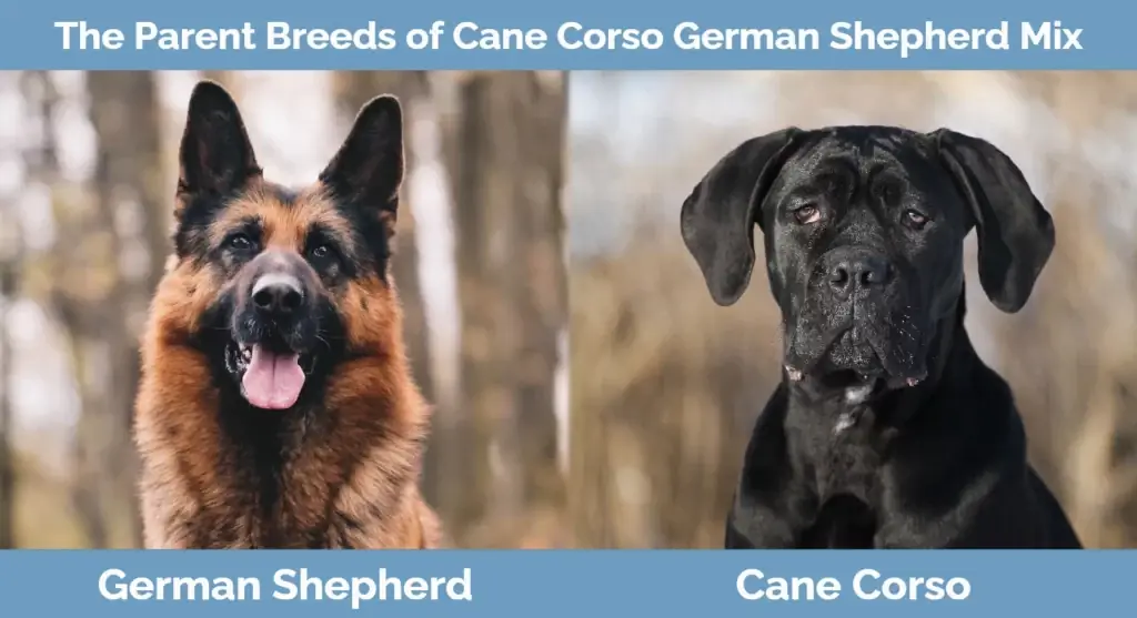 สายพันธุ์พ่อแม่ของ Cane Corso German Shepherd Mix