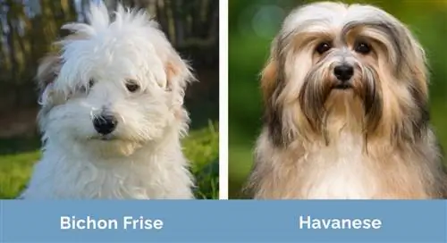 Bichon Frise vs Havanese sida vid sida