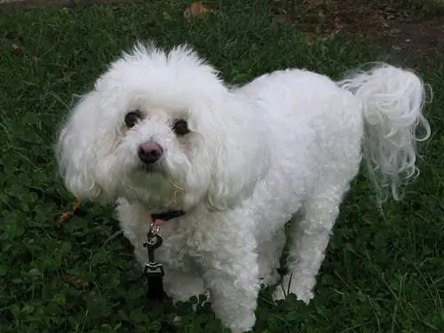 bichon frisé