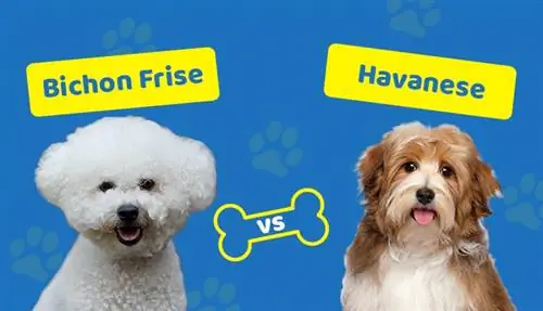 Bichon Frise vs. Havanese: Hvordan er de forskellige? (Med billeder)