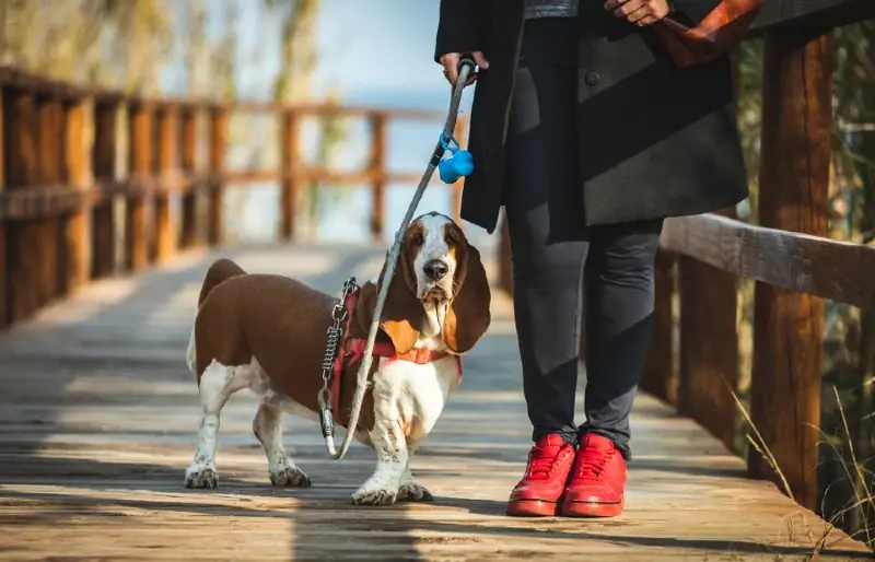 basset hound na may harness sa isang tulay