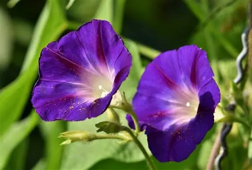 Morning Glories