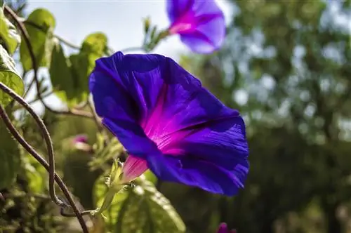 Morning Glories