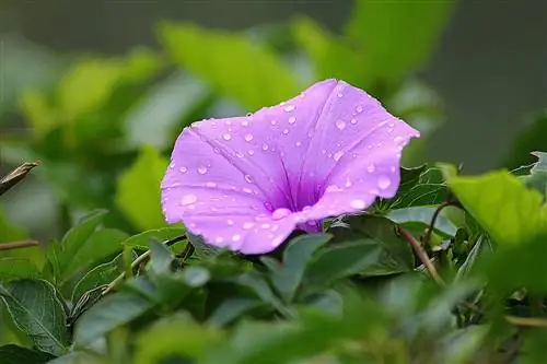 Són verinosos els Morning Glories per als gats? Manteniu els vostres gats segurs