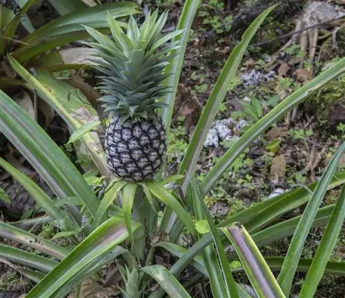 ananas med bladene