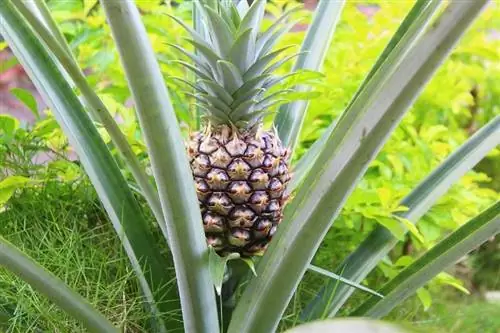 Nakakalason ba sa Mga Pusa ang Dahon ng Pinya? Panatilihing Ligtas ang Iyong Pusa