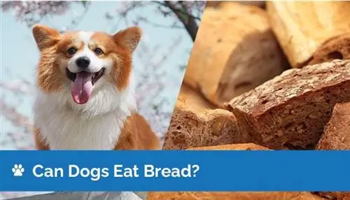 Kan honde brood eet? Is brood veilig vir honde?