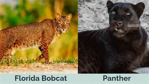 florida bobcat vs panter 2