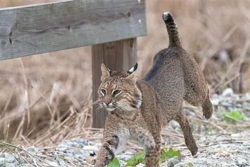 Kucing Hutan Florida