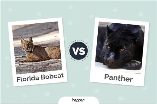 Florida Bobcat vs. Panther: Hvordan adskiller de sig? (Med billeder)