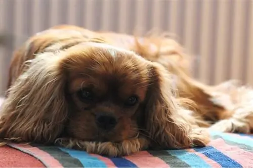 Brown Cavalier King Charles Spaniel leżący na łóżku