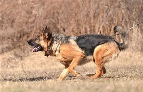 Deutscher Schäferhund hackt beim Training herum