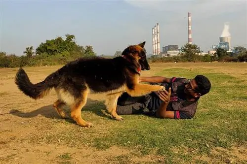 प्रशिक्षण पर जर्मन शेफर्ड