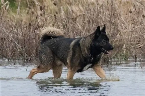 Deutscher Schäferhund mit blauen Augen, der auf dem Wasser läuft