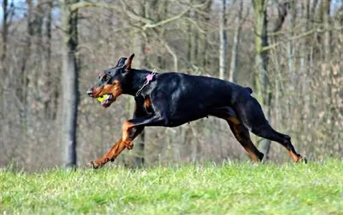 Duitse Pinscher