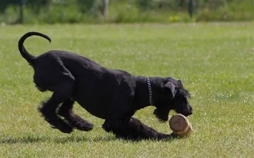 jitu jeusi Schnauzer likicheza na toy