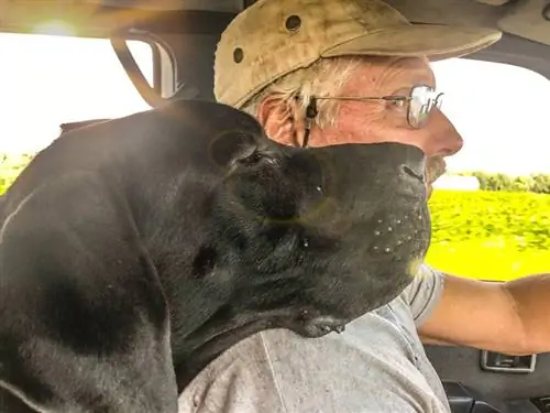 cane alano che appoggia la testa sulla spalla del proprietario